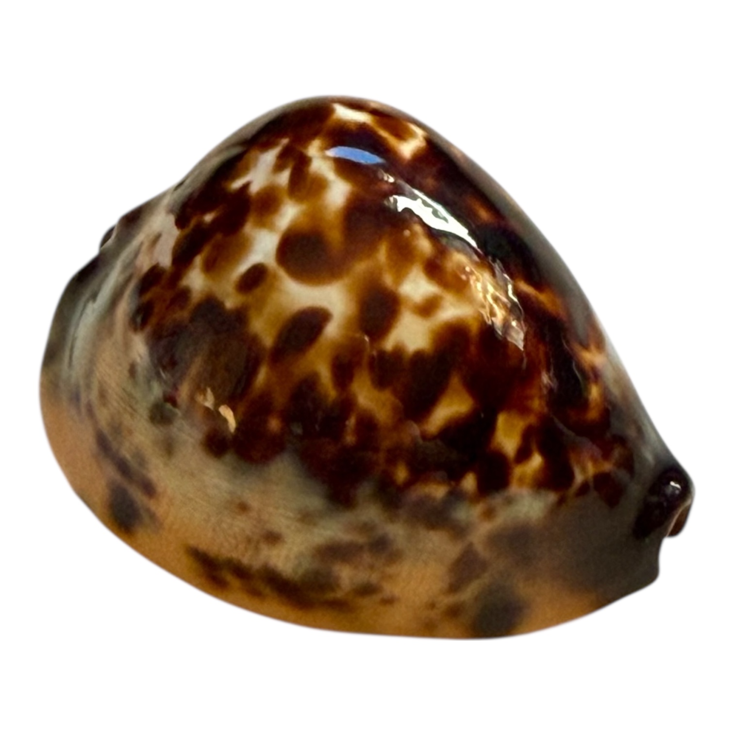 BC248 Zoila eludens delicatura TOP DARK