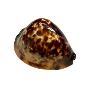 BC248 Zoila eludens delicatura - SELECTED