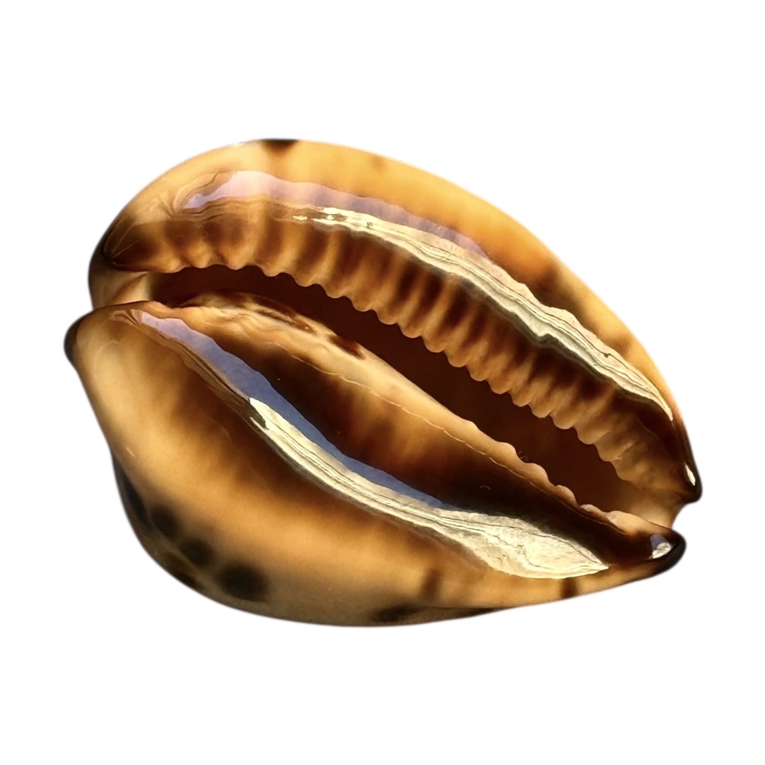 BC248 Zoila eludens delicatura TOP DARK - Image 4