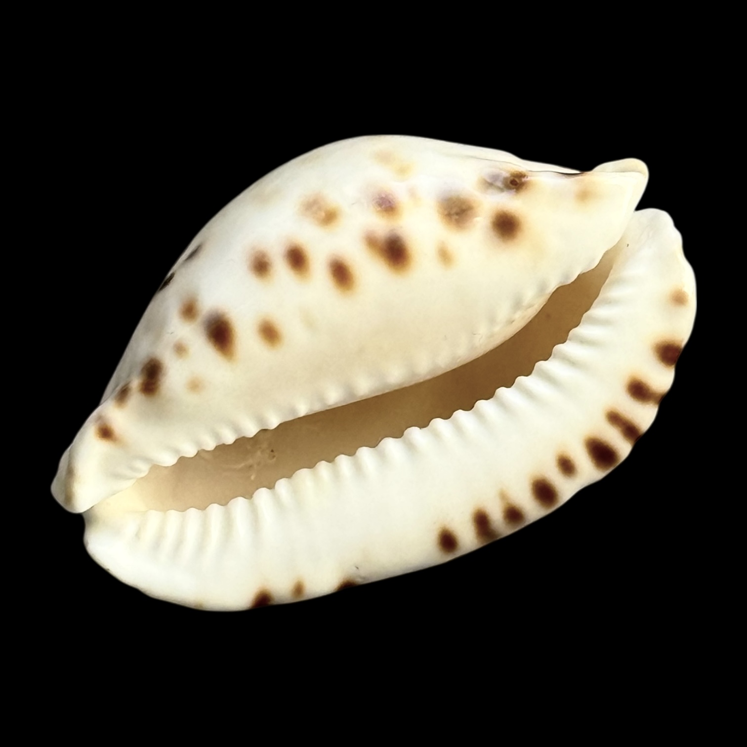 BC247 Zoila orientalis NICE - Image 4