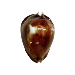 BC250 Zoila rosselli latistoma - BIG SIZE