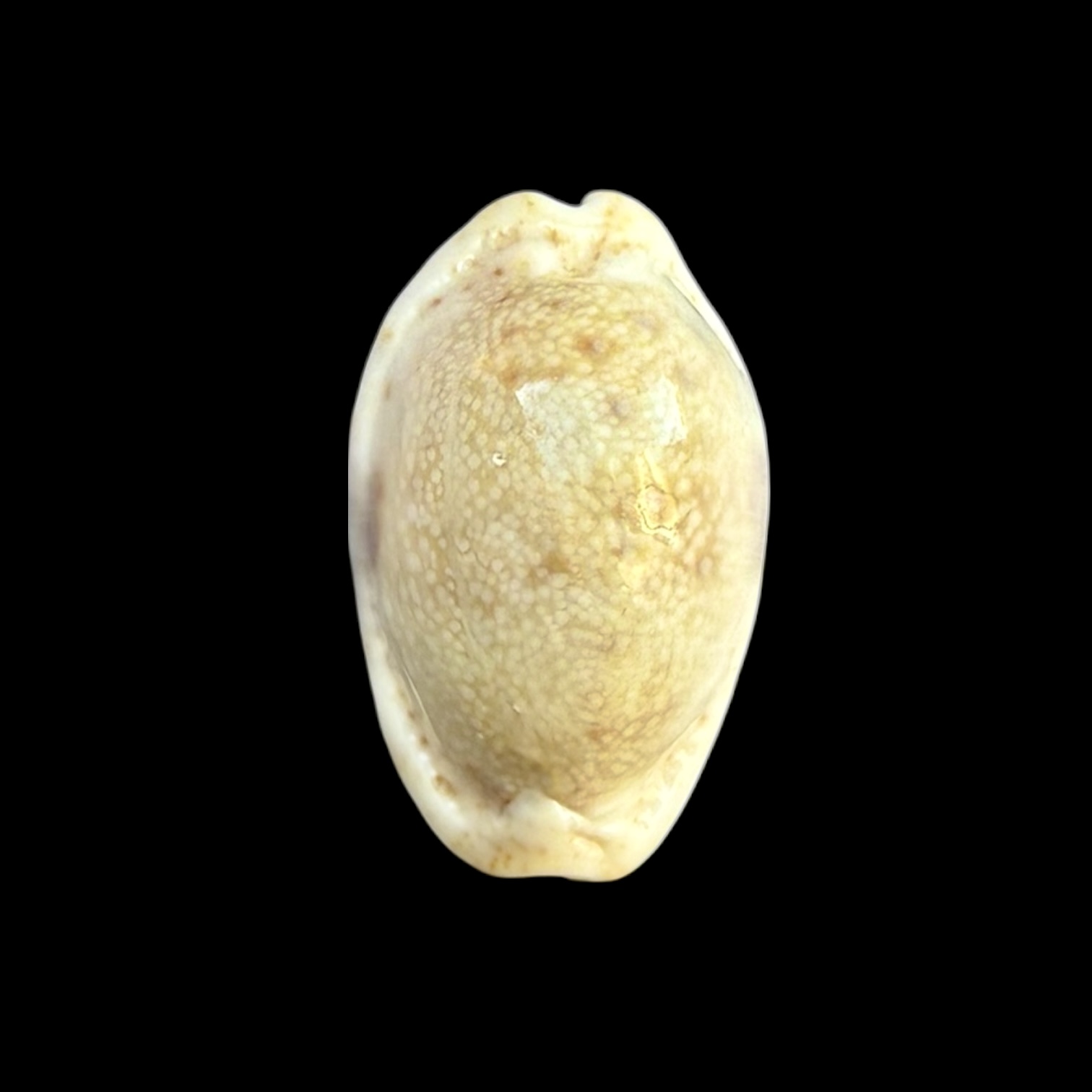 BC251 Naria erosa ROSTRATE