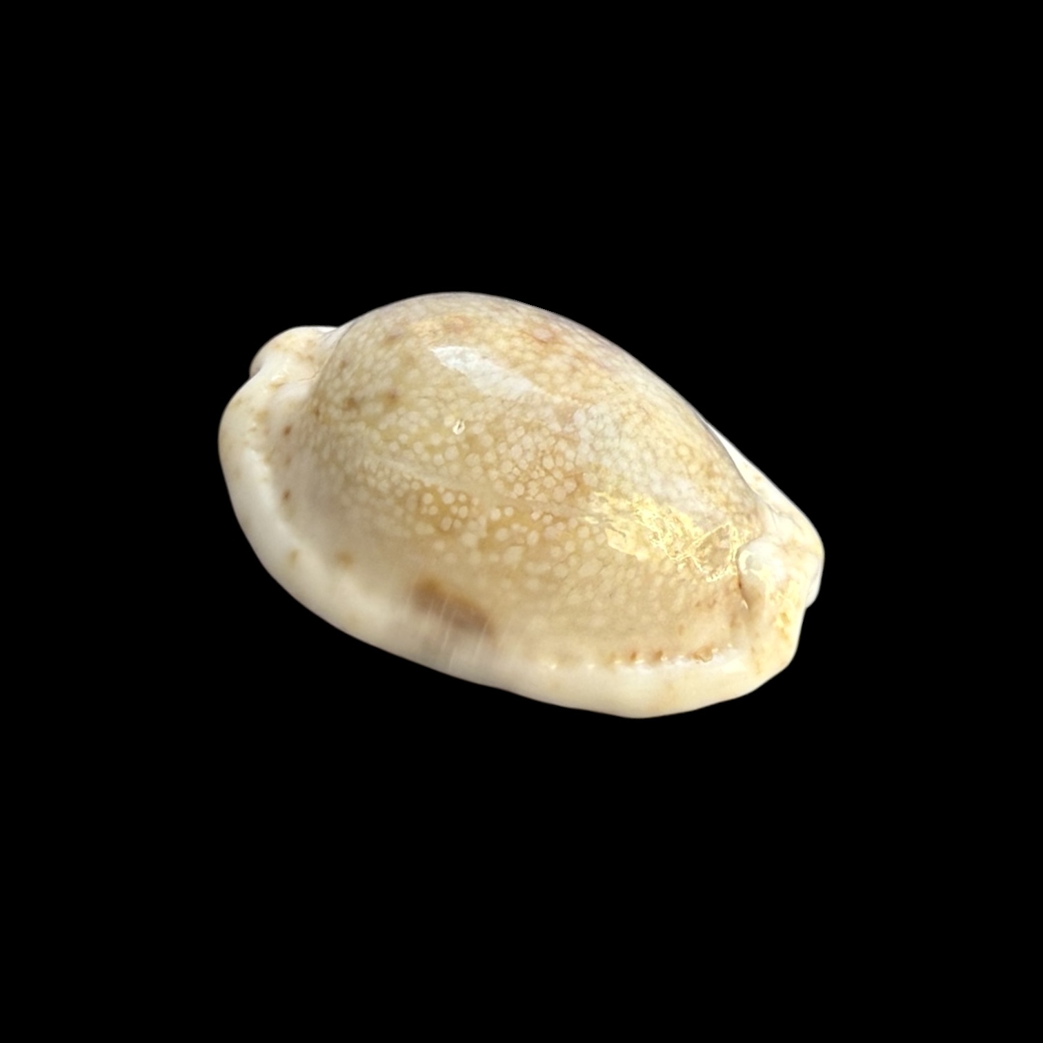 BC251 Naria erosa ROSTRATE - Image 2