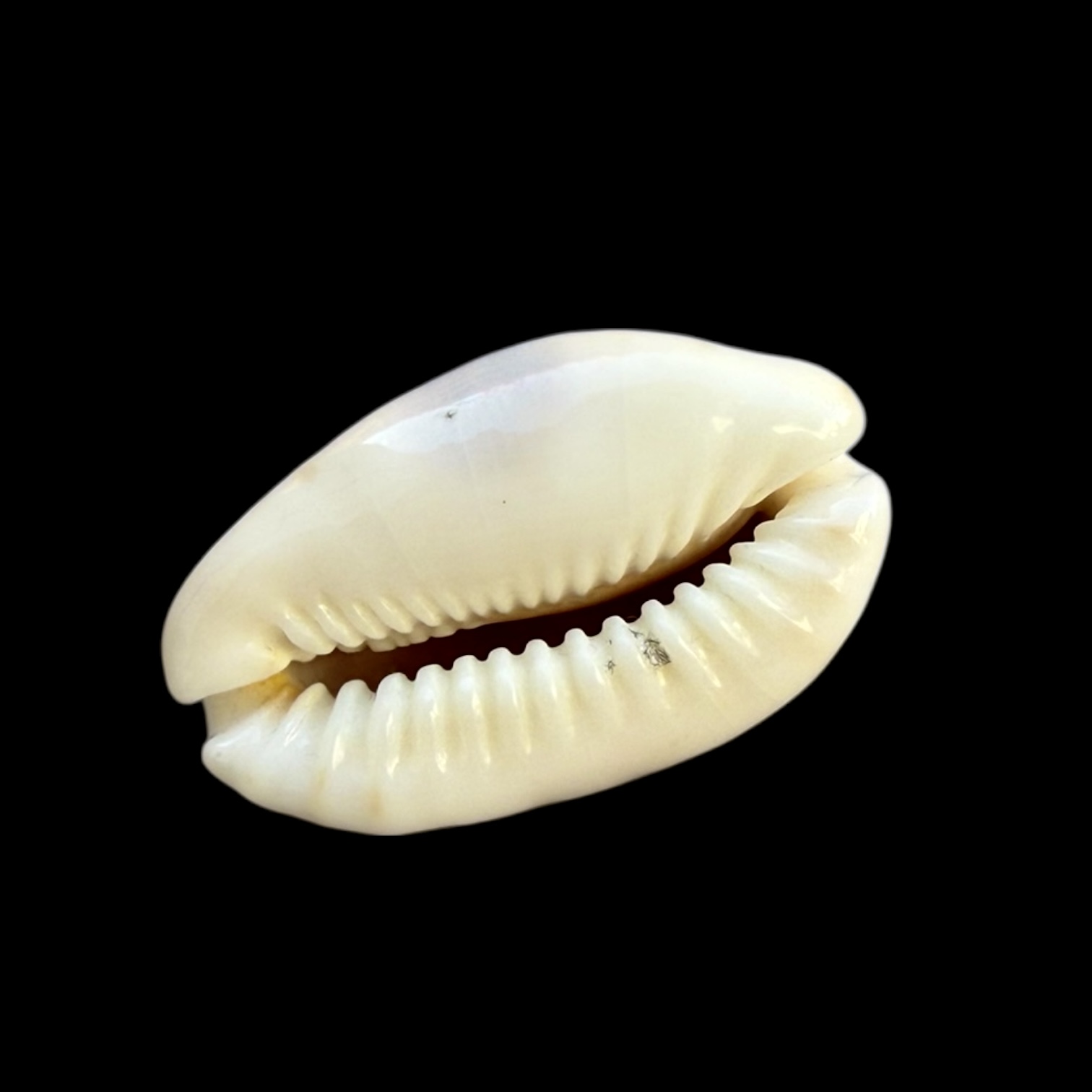 BC251 Naria erosa ROSTRATE - Image 3