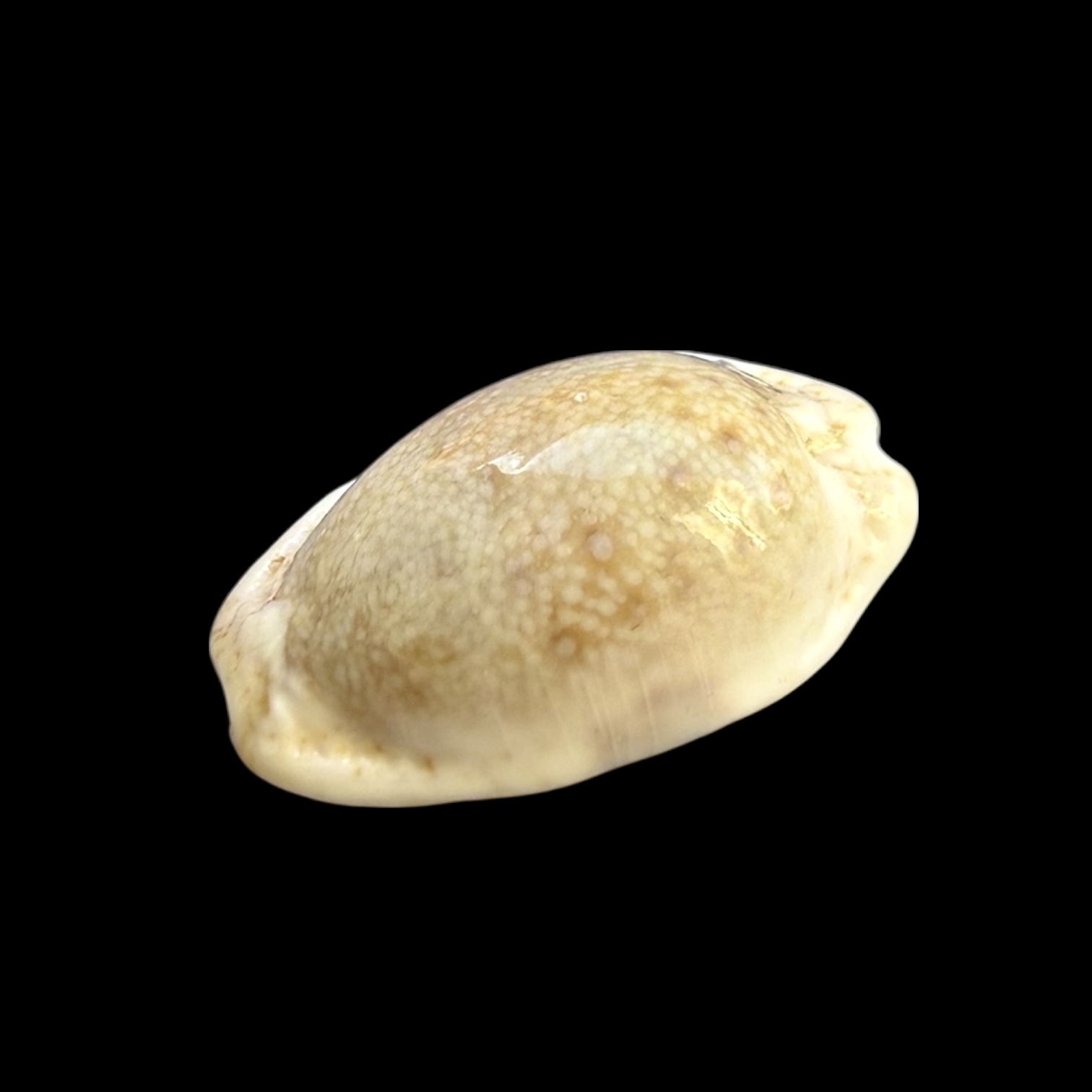 BC251 Naria erosa ROSTRATE - Image 4