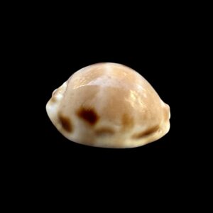 BC252 Luria tessellata