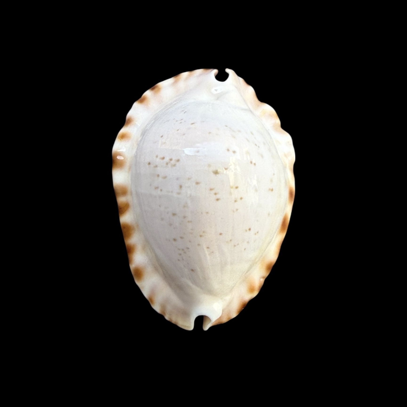 BC254 Zoila ketyana hypermarginata