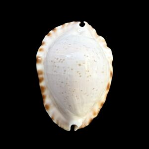 BC254 Zoila ketyana hypermarginata