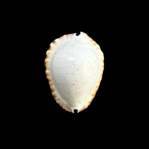 BC255 Zoila ketyana hypermarginata