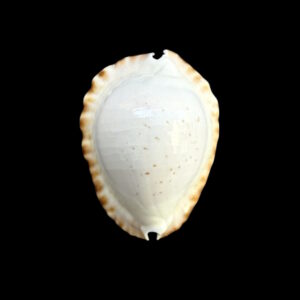 BC255 Zoila ketyana hypermarginata