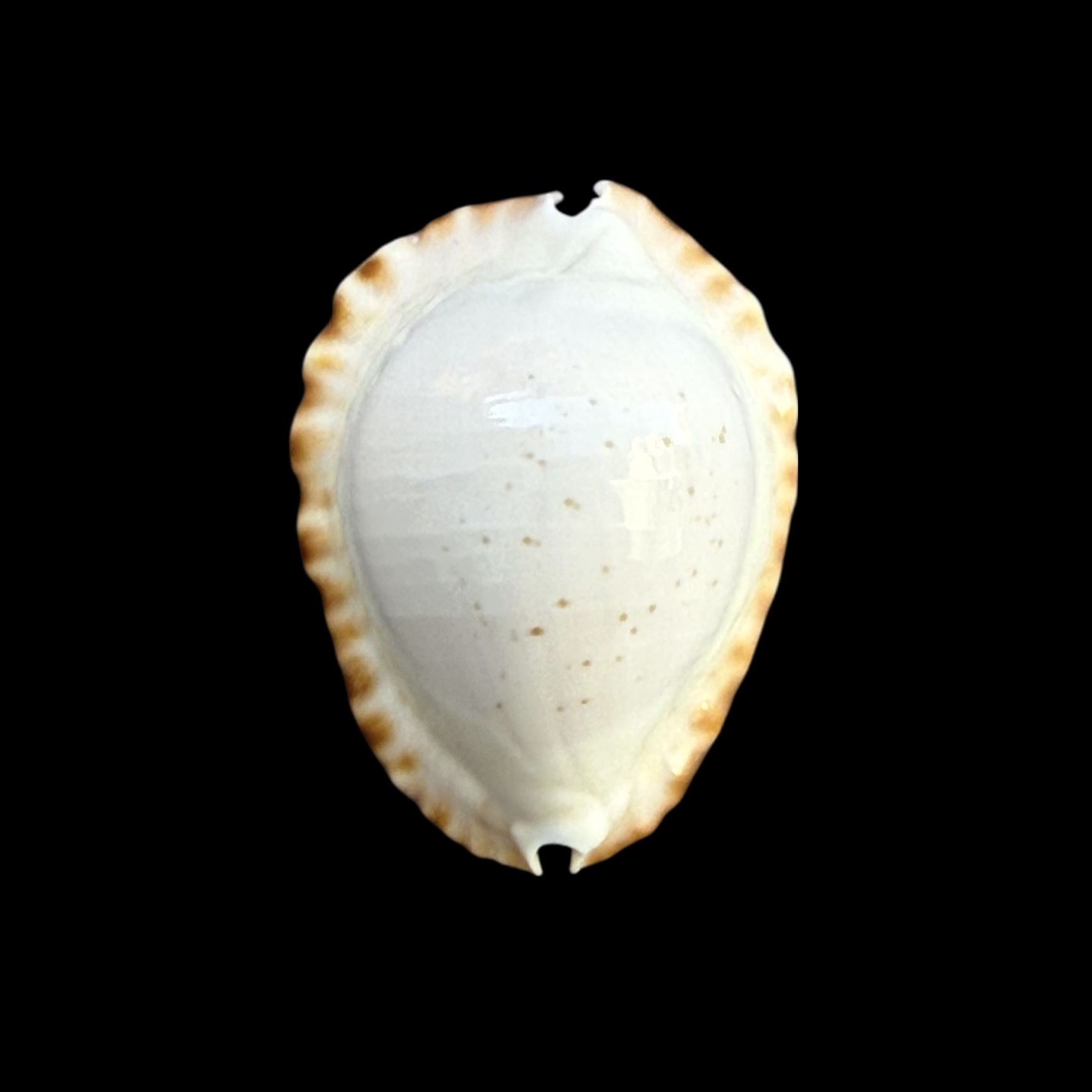 BC255 Zoila ketyana hypermarginata