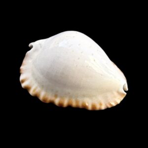 BC255 Zoila ketyana hypermarginata