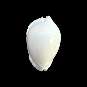 BC256 Zoila marginata nudispira