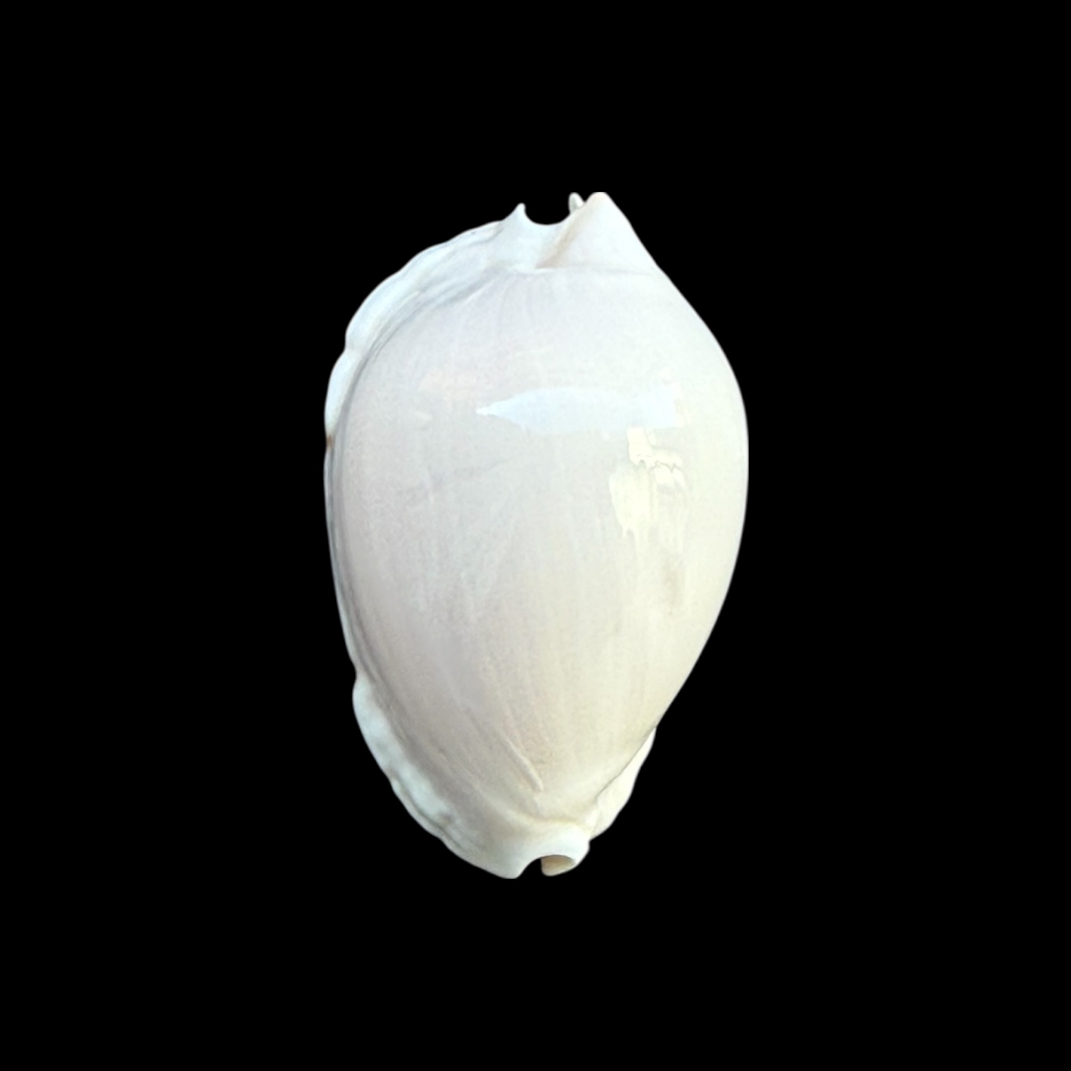 BC256 Zoila marginata nudispira