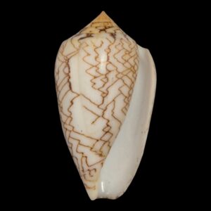 BC231 Conus archiepiscopus concatenatus HUGE