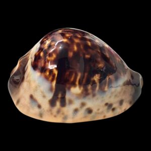 BC212 Zoila eludens NICE