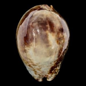 BC213 Mauritia mauritiana