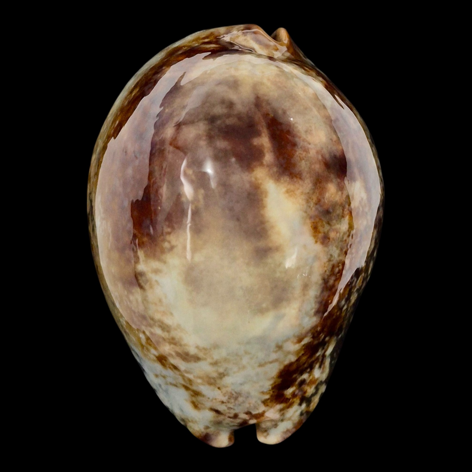 BC213 Mauritia mauritiana