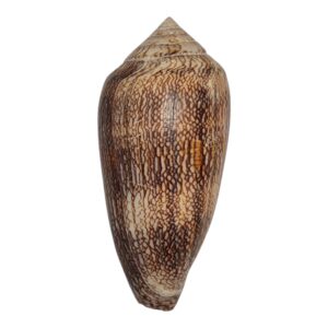 BC239 Conus cholmondeley LARGE