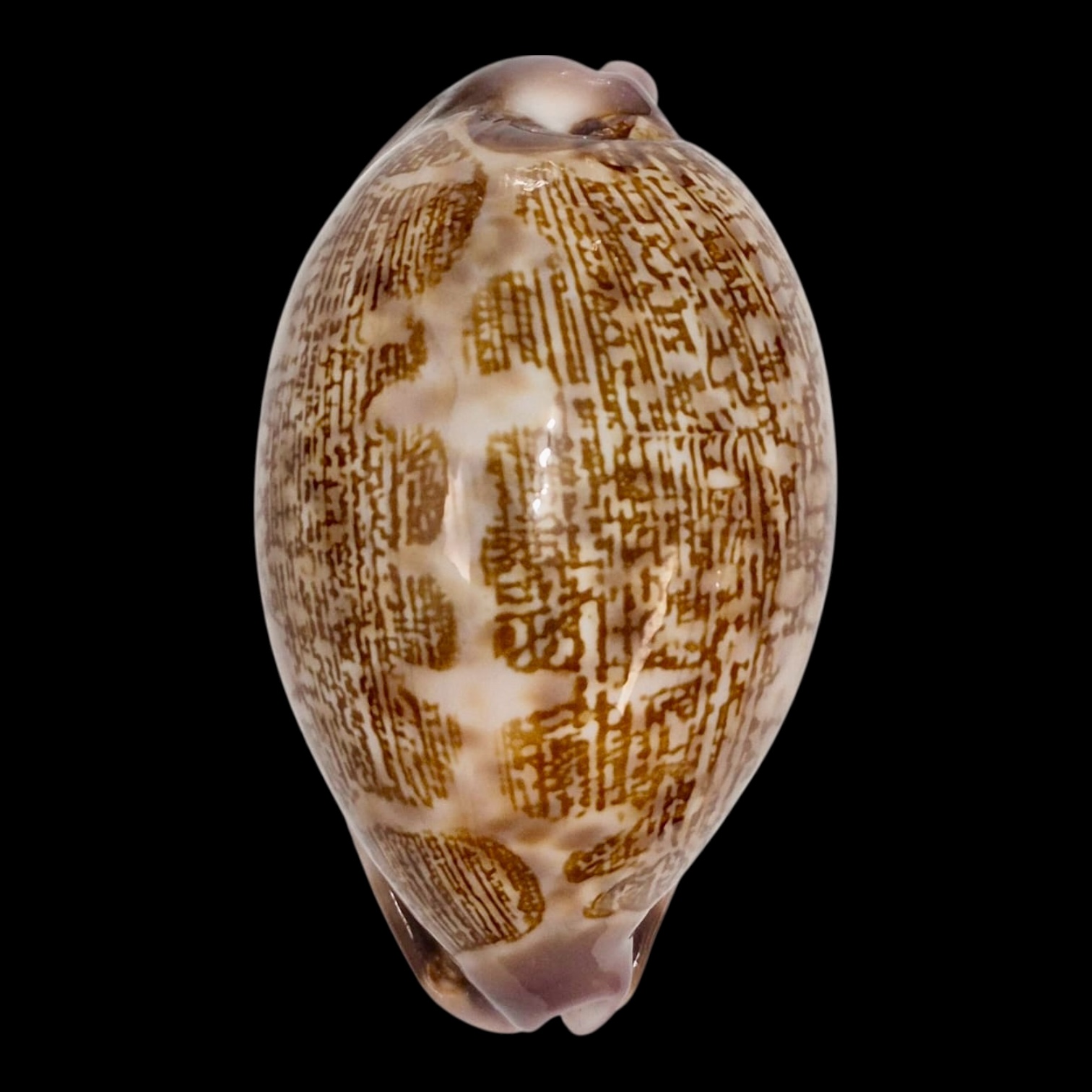 BC242 Leporicypraea mappa admirabilis