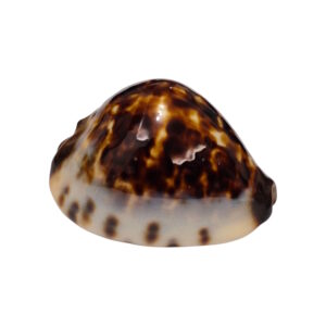 BC112 Zoila eludens delicatura - TOP SHELL