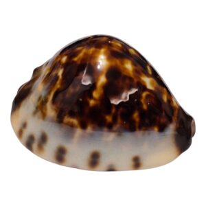 BC112 Zoila eludens delicatura TOP SHELL