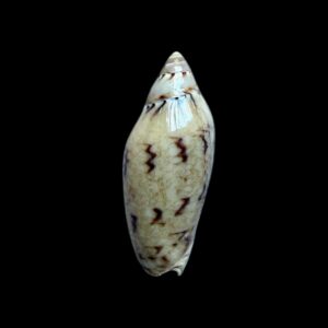BC271 Amoria peregrina NEW SPECIES