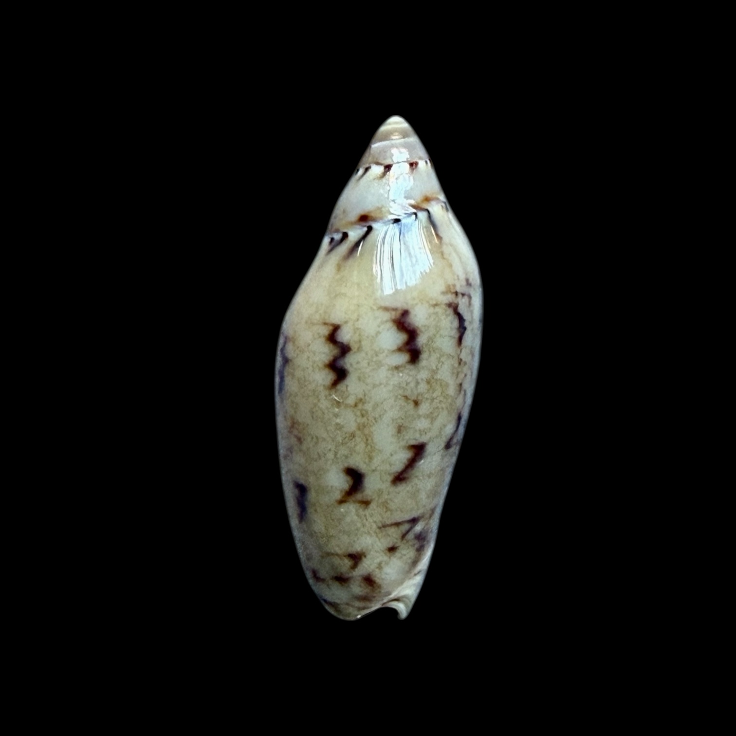 BC271 Amoria peregrina NEW SPECIES