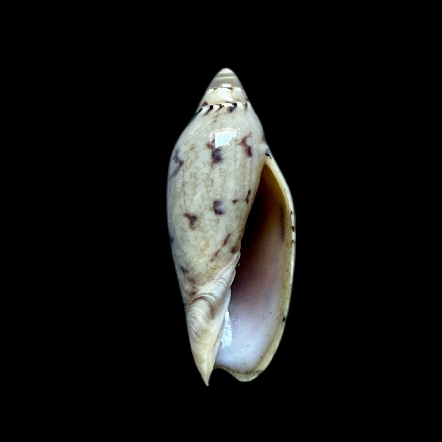 BC271 Amoria peregrina NEW SPECIES - Image 2