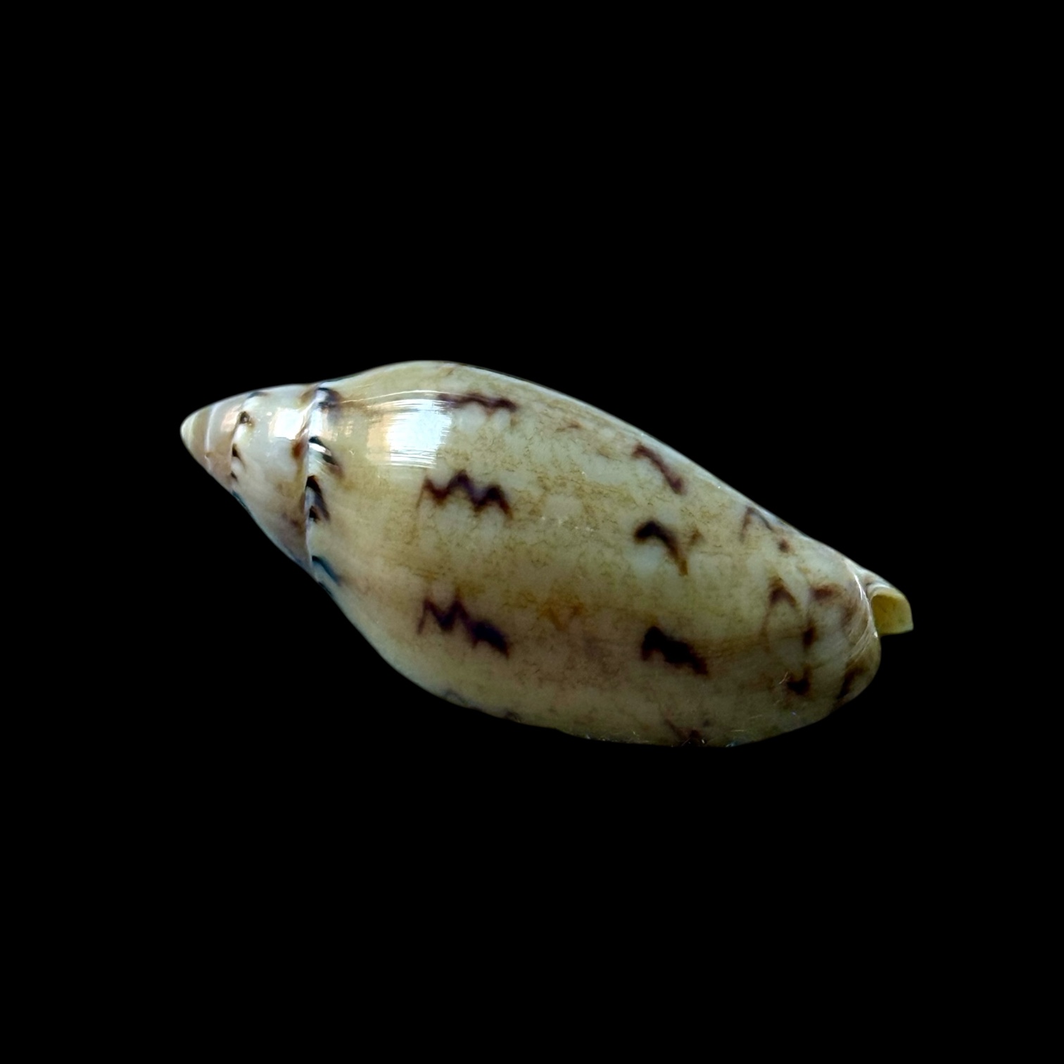 BC271 Amoria peregrina NEW SPECIES - Image 3