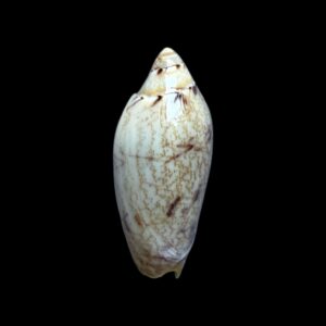 BC272 Amoria peregrina NEW SPECIES