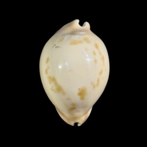 BC186 Zoila venusta bakeri variation - VERY HEAVY