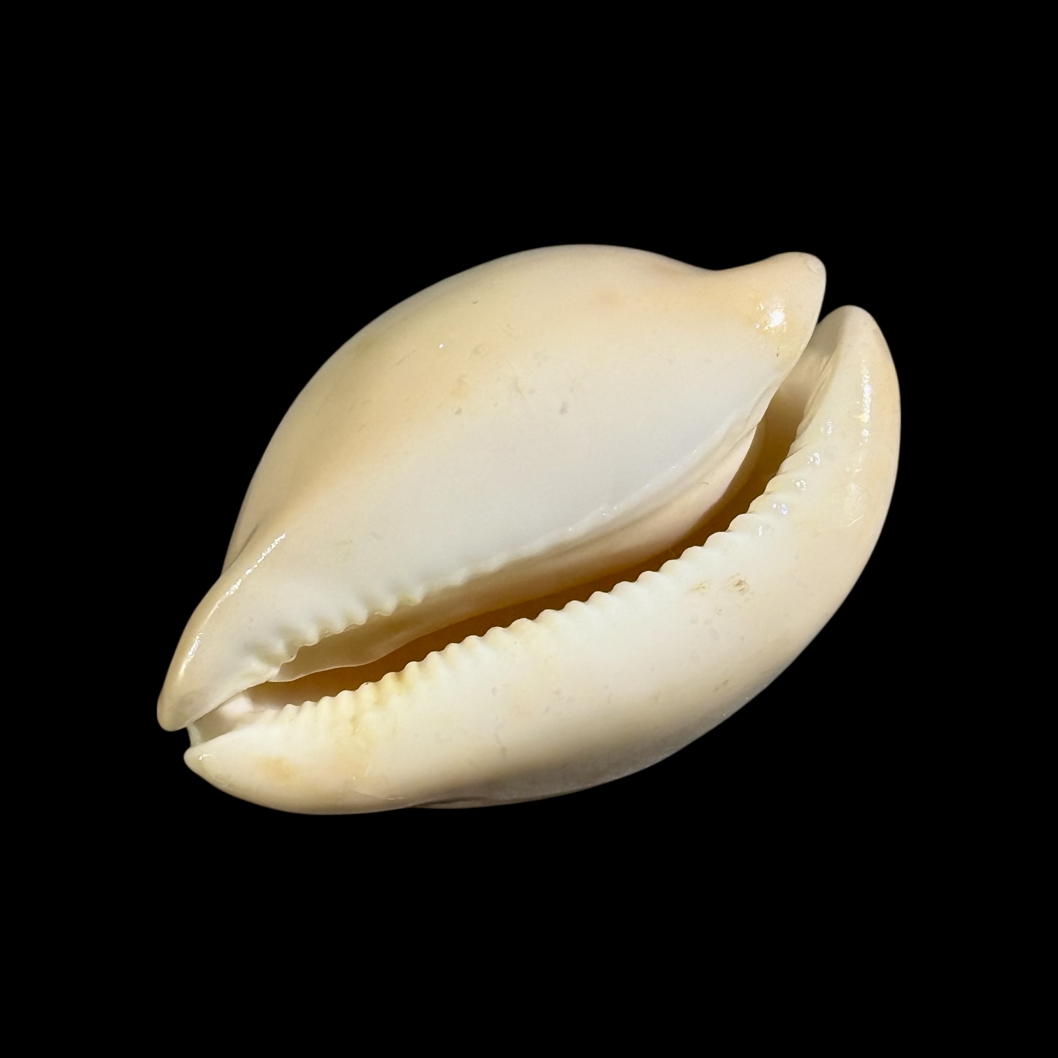 BC186 Zoila venusta bakeri variation - VERY HEAVY - Image 4