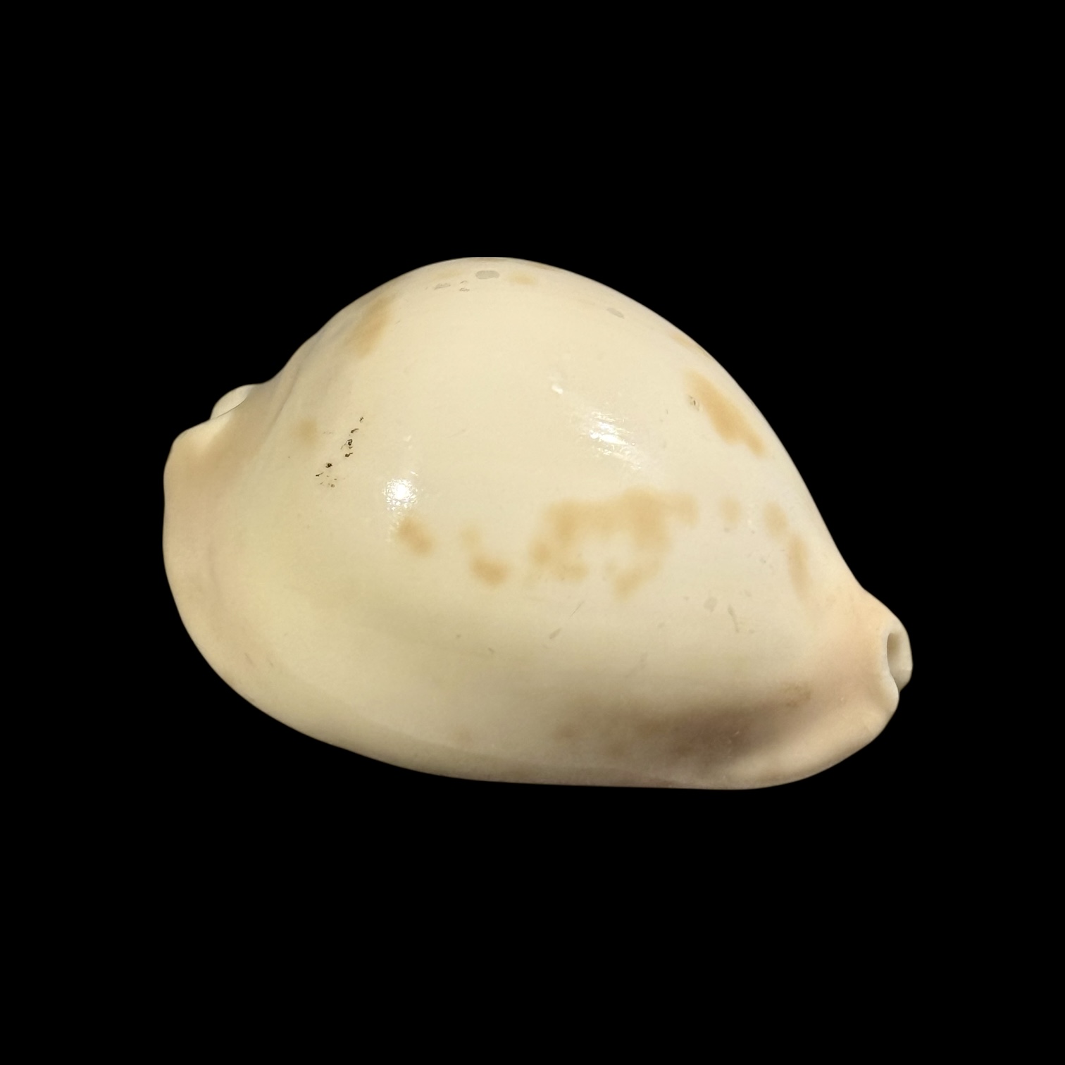 BC186 Zoila venusta bakeri variation - VERY HEAVY - Image 2