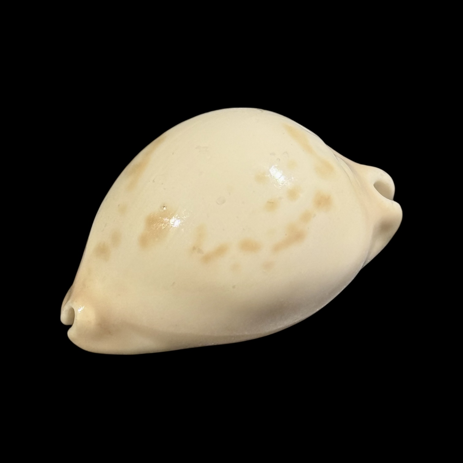 BC186 Zoila venusta bakeri variation - VERY HEAVY - Image 3