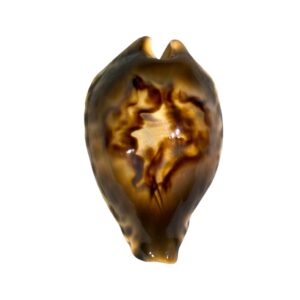 BC035 Barycypraea fultoni fultoni f. miniatra - DARK JEWEL