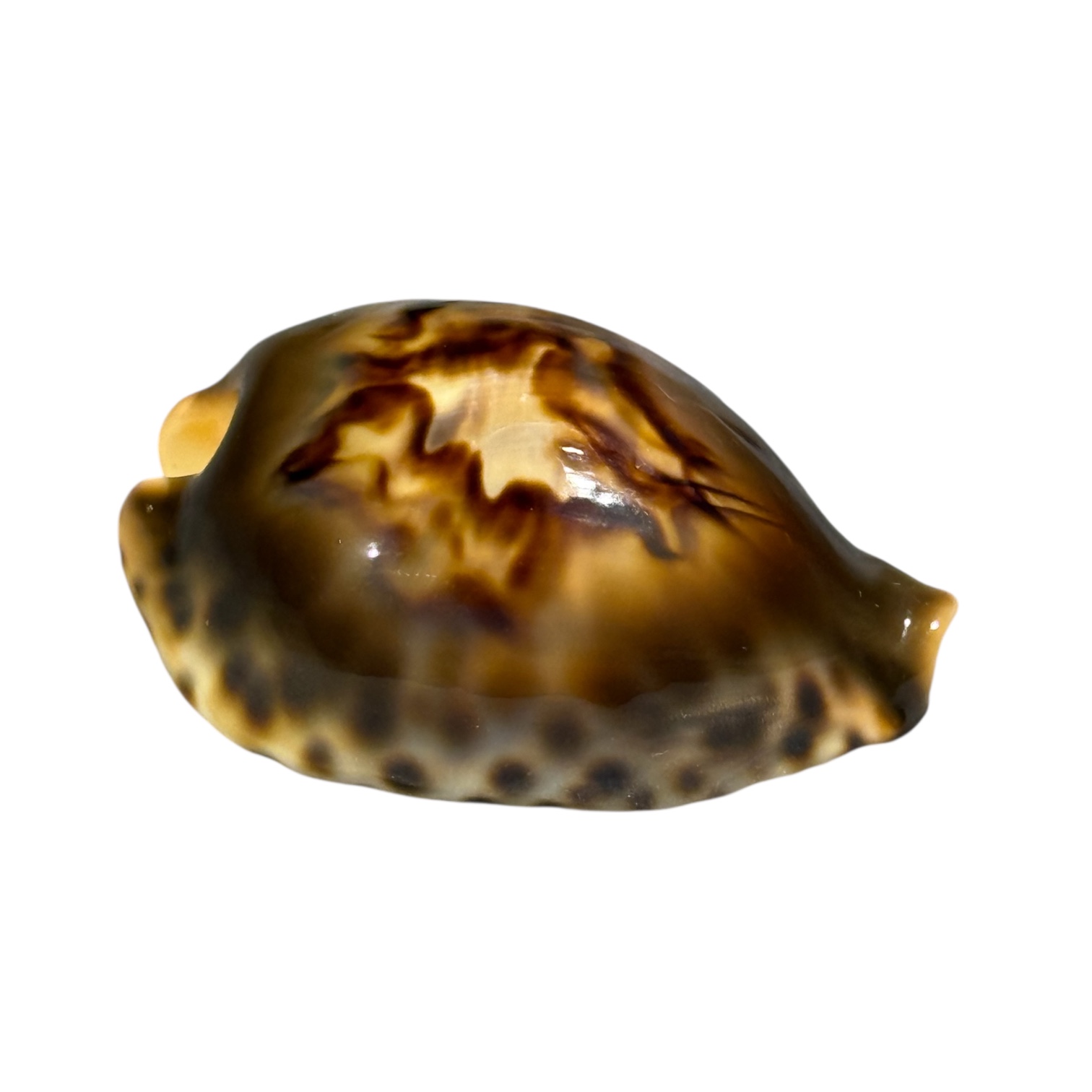 BC035 Barycypraea fultoni fultoni f. miniatra - DARK JEWEL - Image 2