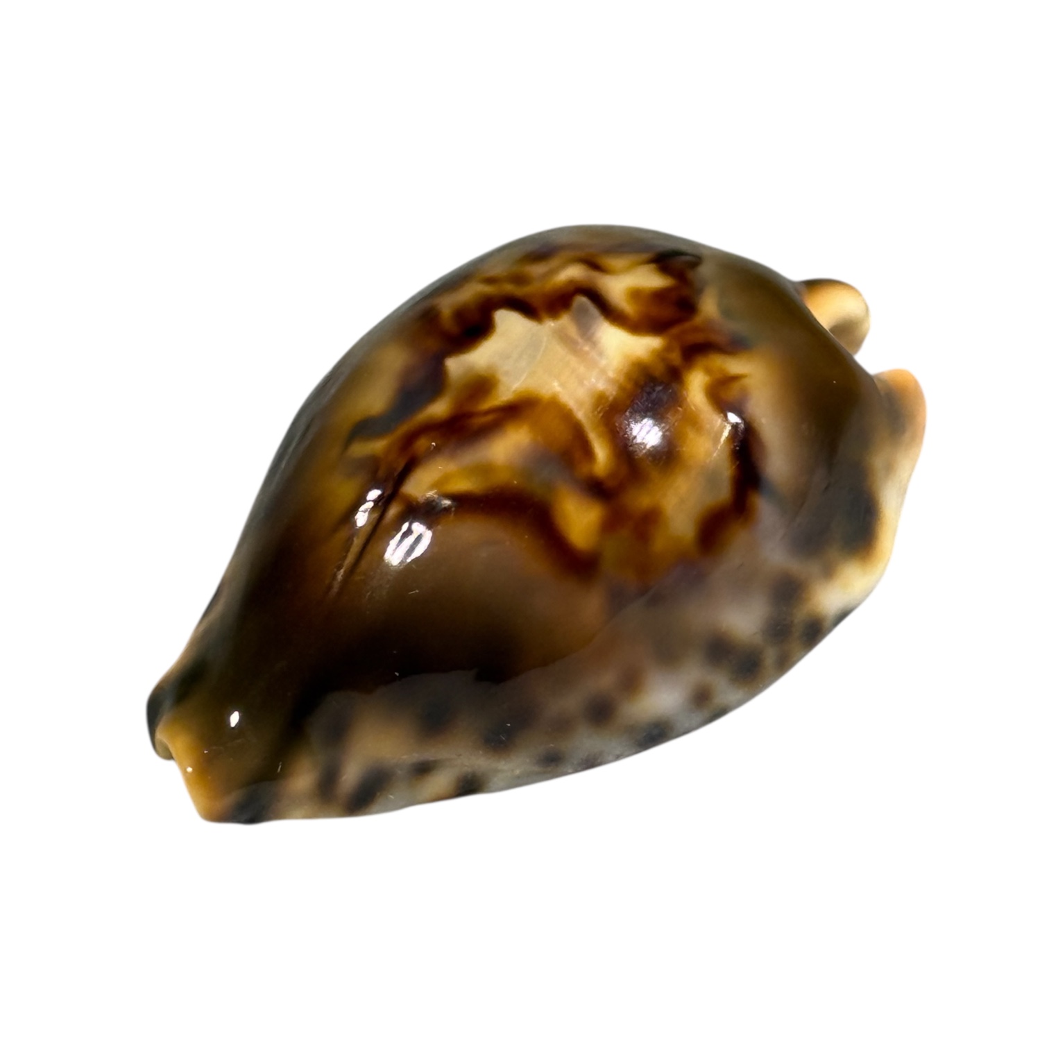 BC035 Barycypraea fultoni fultoni f. miniatra - DARK JEWEL - Image 3