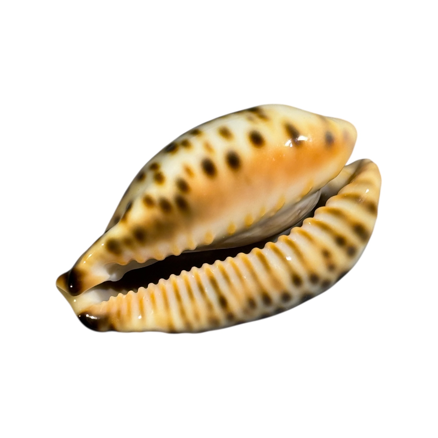 BC035 Barycypraea fultoni fultoni f. miniatra - DARK JEWEL - Image 4