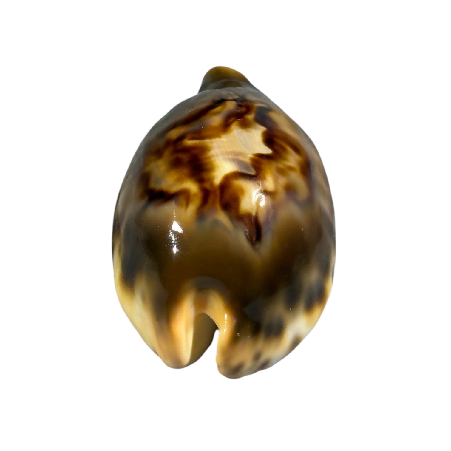 BC035 Barycypraea fultoni fultoni f. miniatra - DARK JEWEL - Image 5