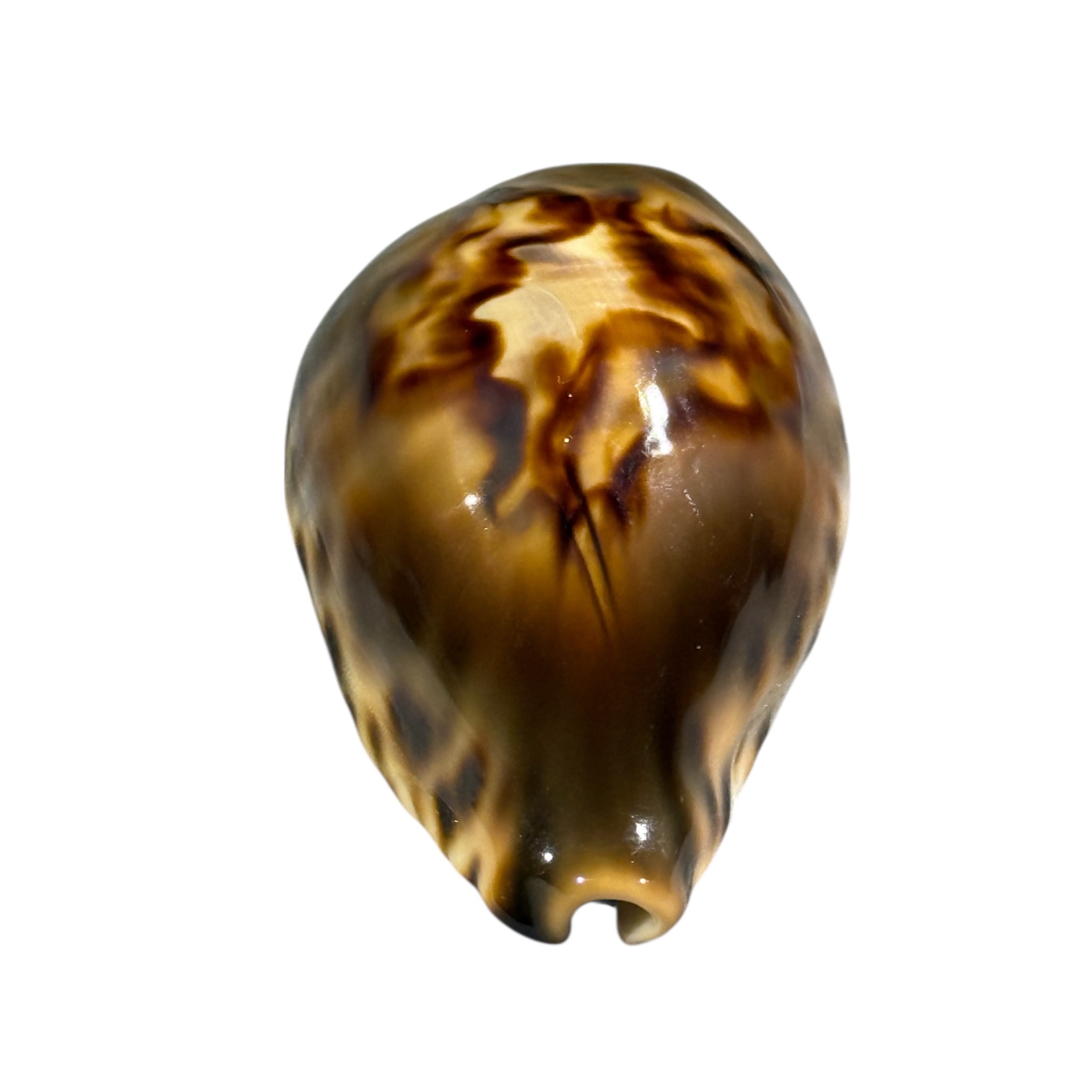 BC035 Barycypraea fultoni fultoni f. miniatra - DARK JEWEL - Image 6