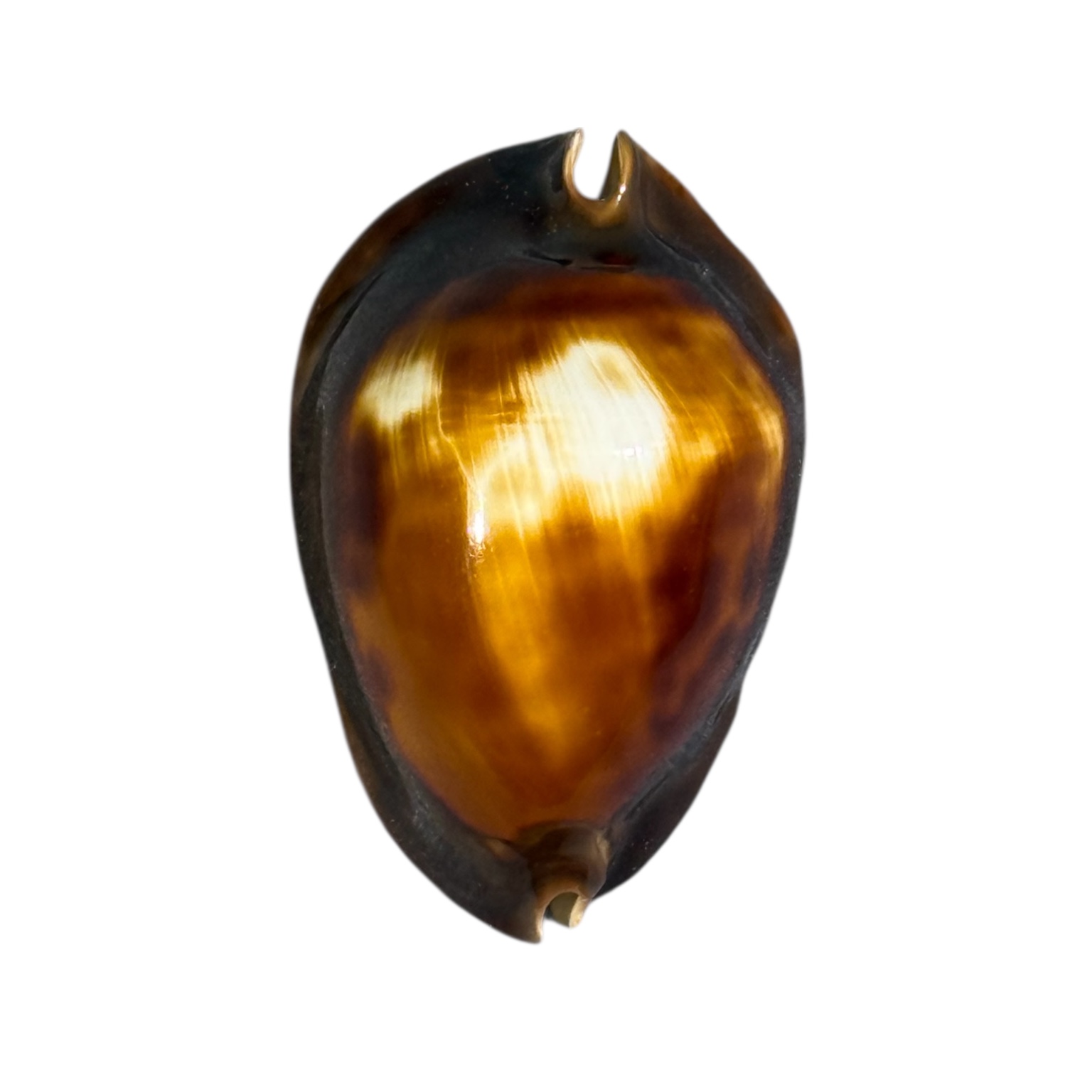 BC084 Zoila rosselli latistoma - XXL SIZE