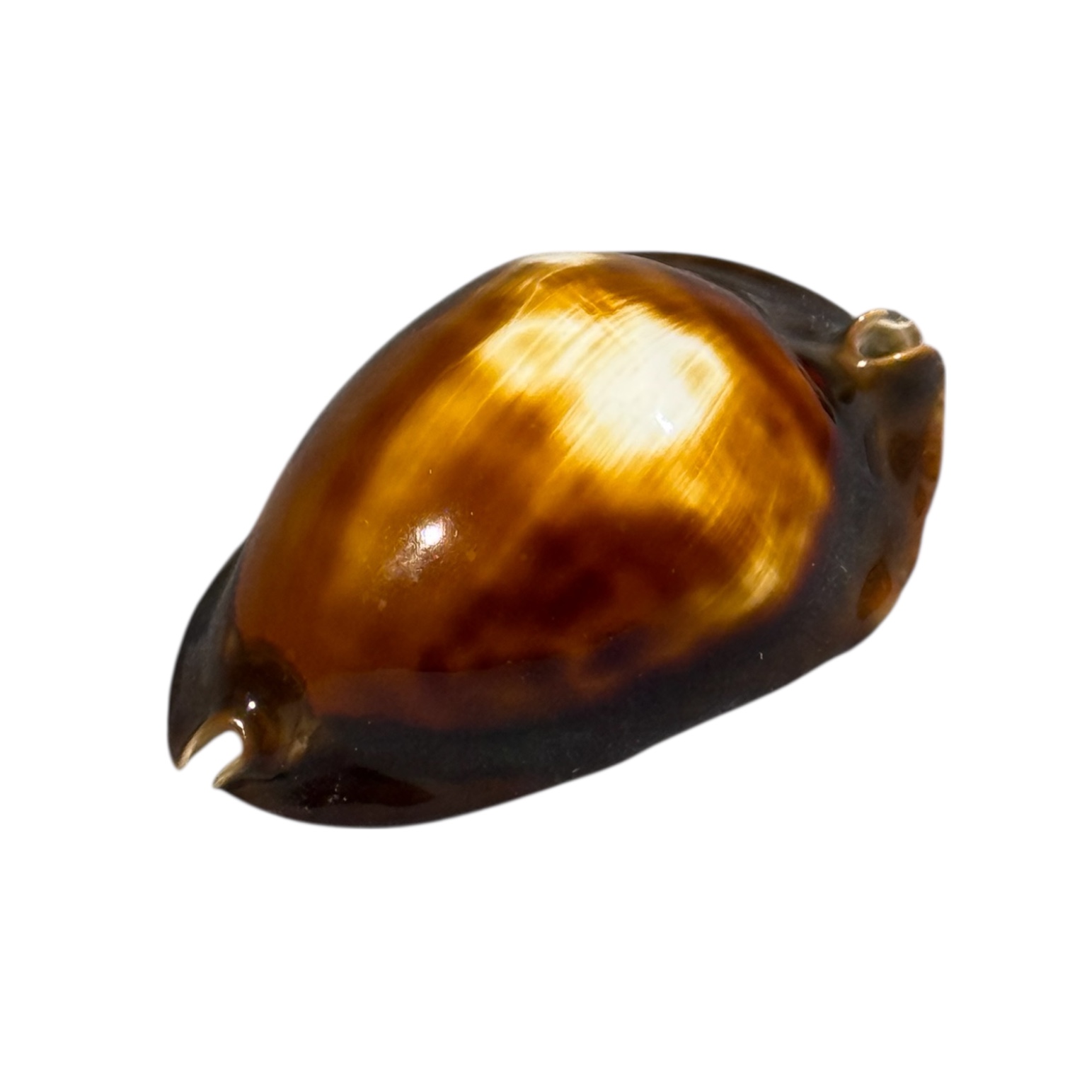 BC084 Zoila rosselli latistoma - XXL SIZE - Image 3