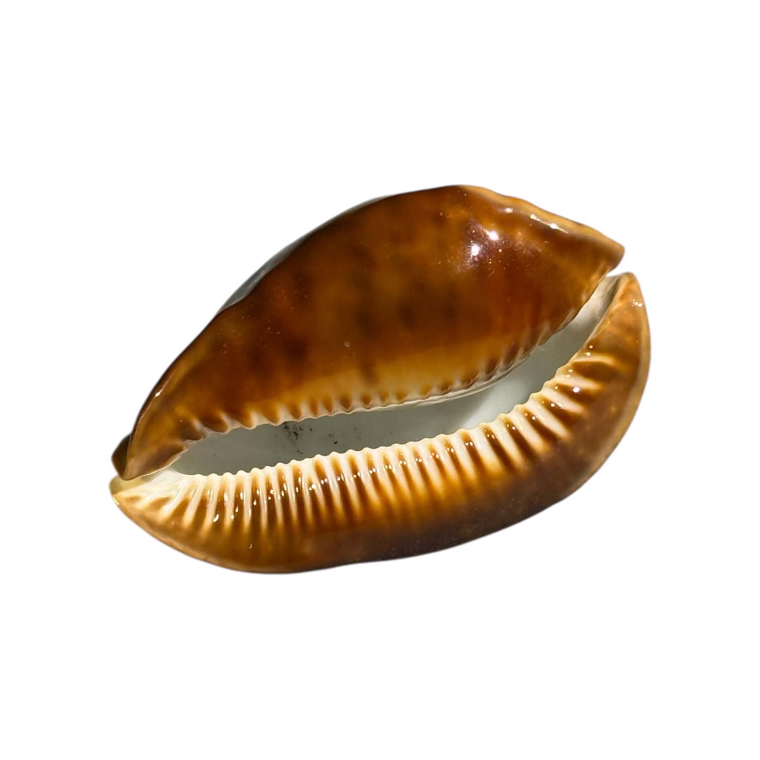 BC084 Zoila rosselli latistoma - XXL SIZE - Image 4