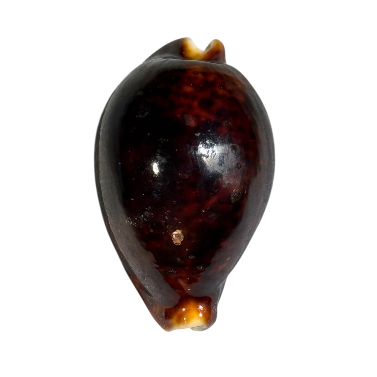 BC088 Cypraea pantherina f. funebralis - BLACK - Image 2