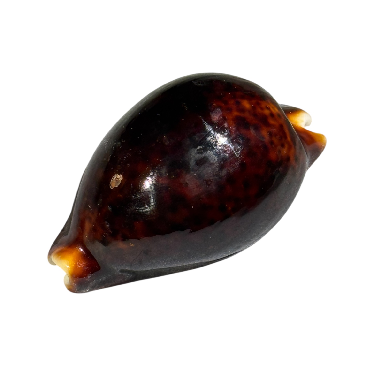 BC088 Cypraea pantherina f. funebralis - BLACK - Image 3