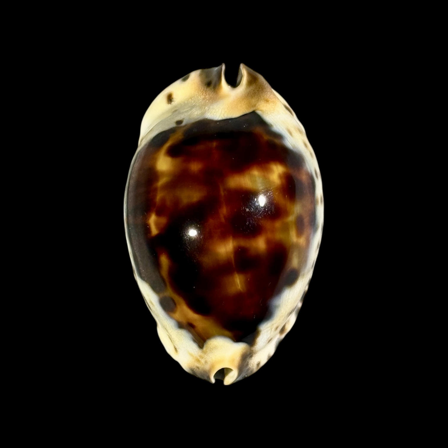 BC249 Zoila jeaniana praeclara - HEAVY and CALLOUS - Image 2