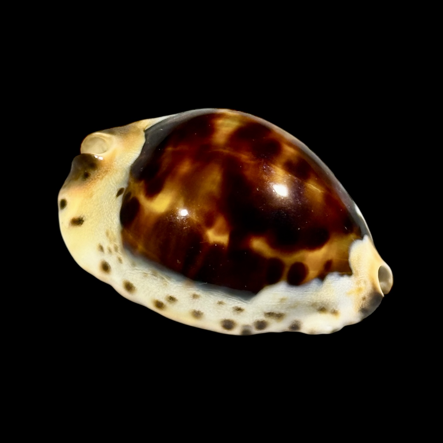 BC249 Zoila jeaniana praeclara - HEAVY and CALLOUS