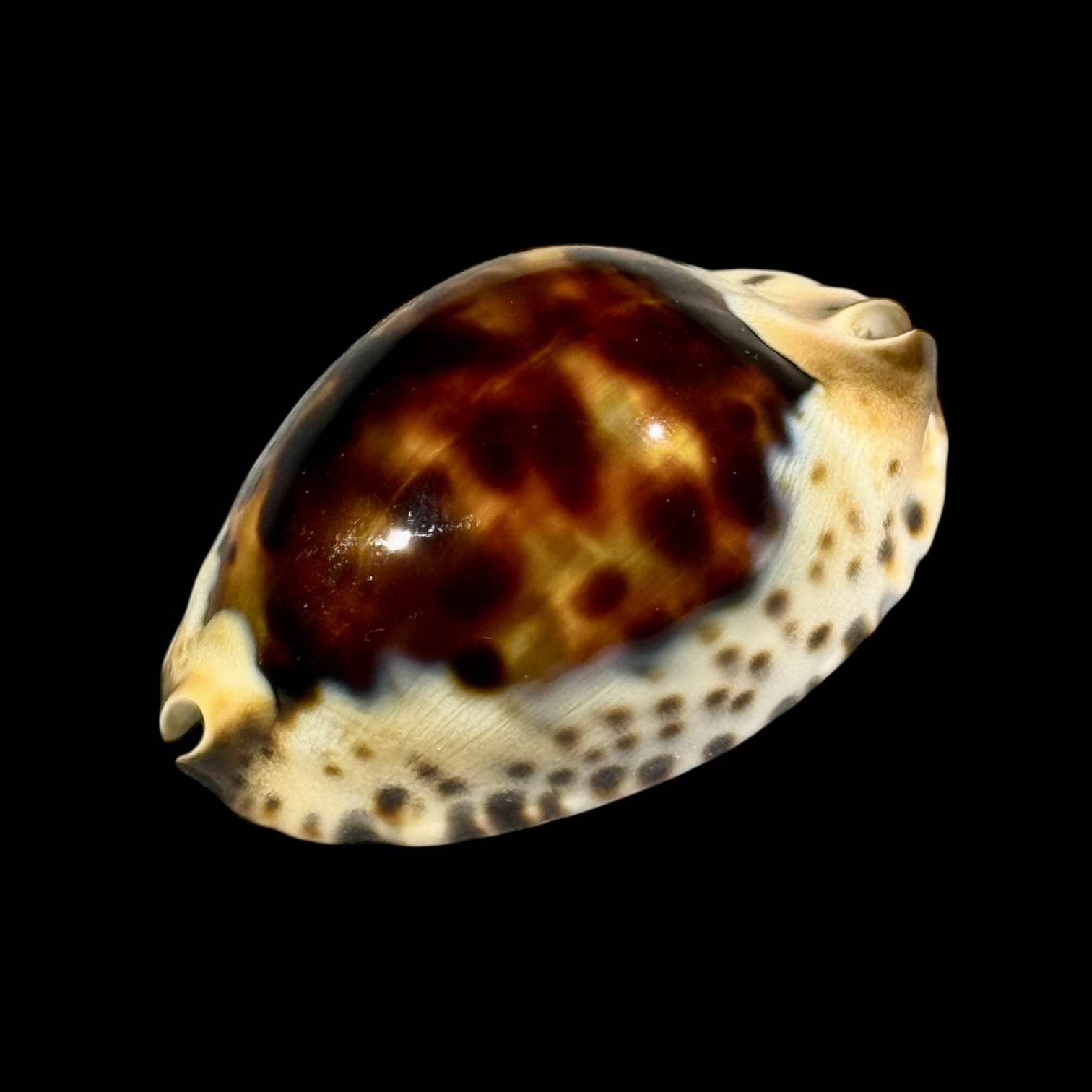 BC249 Zoila jeaniana praeclara - HEAVY and CALLOUS - Image 3