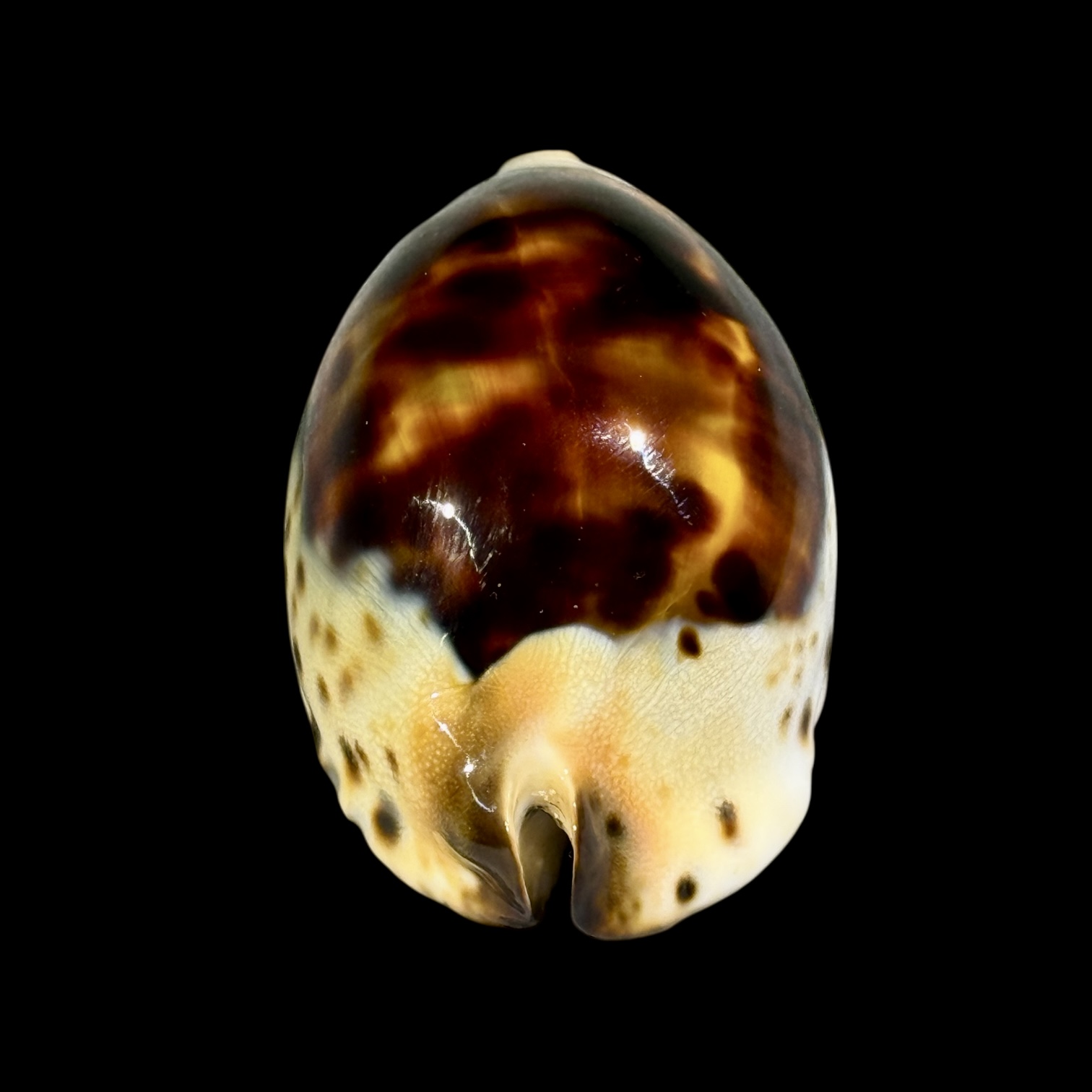 BC249 Zoila jeaniana praeclara - HEAVY and CALLOUS - Image 4